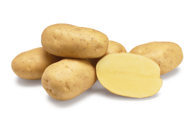 Agria aardappel